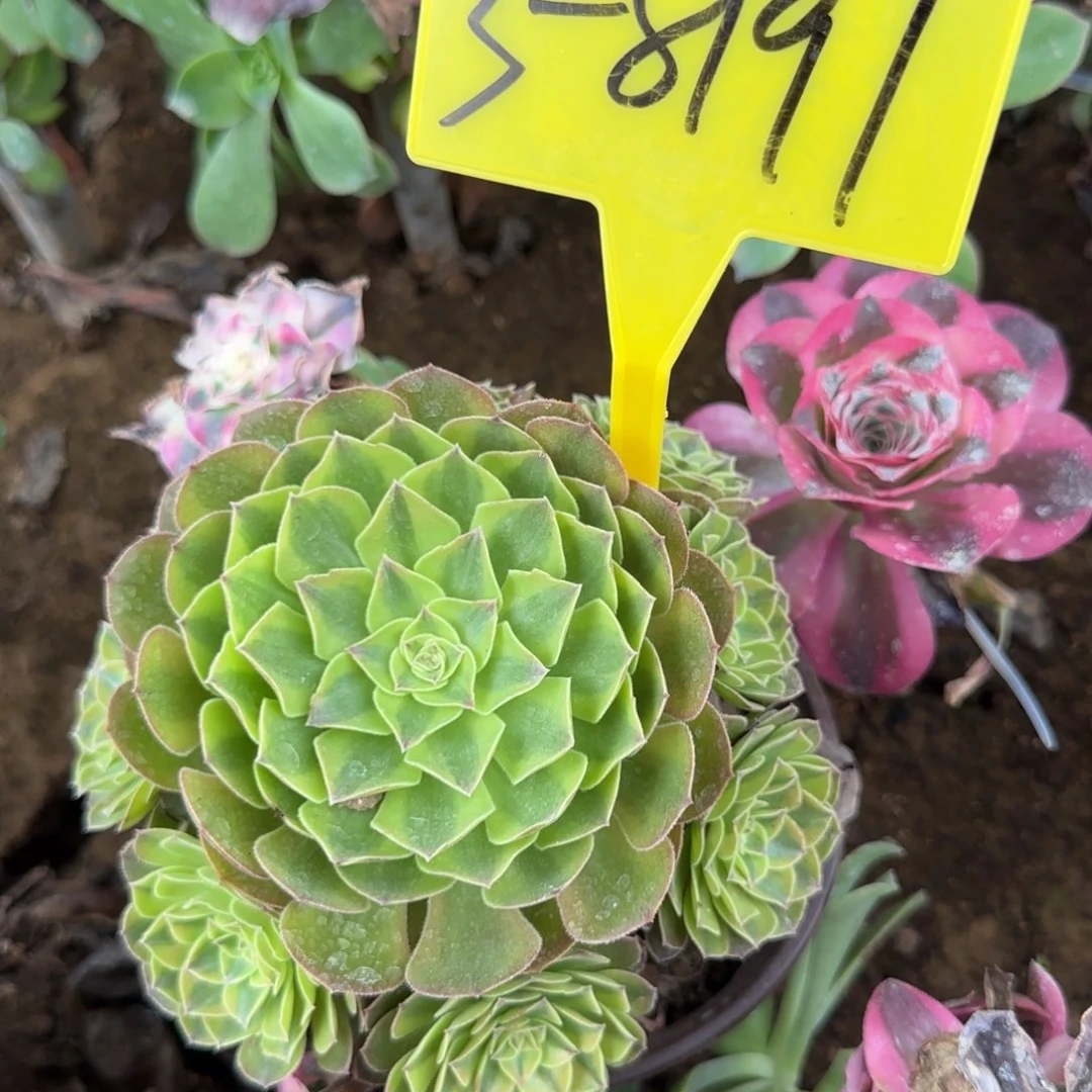 素***83-8191---雨荷多头多肉