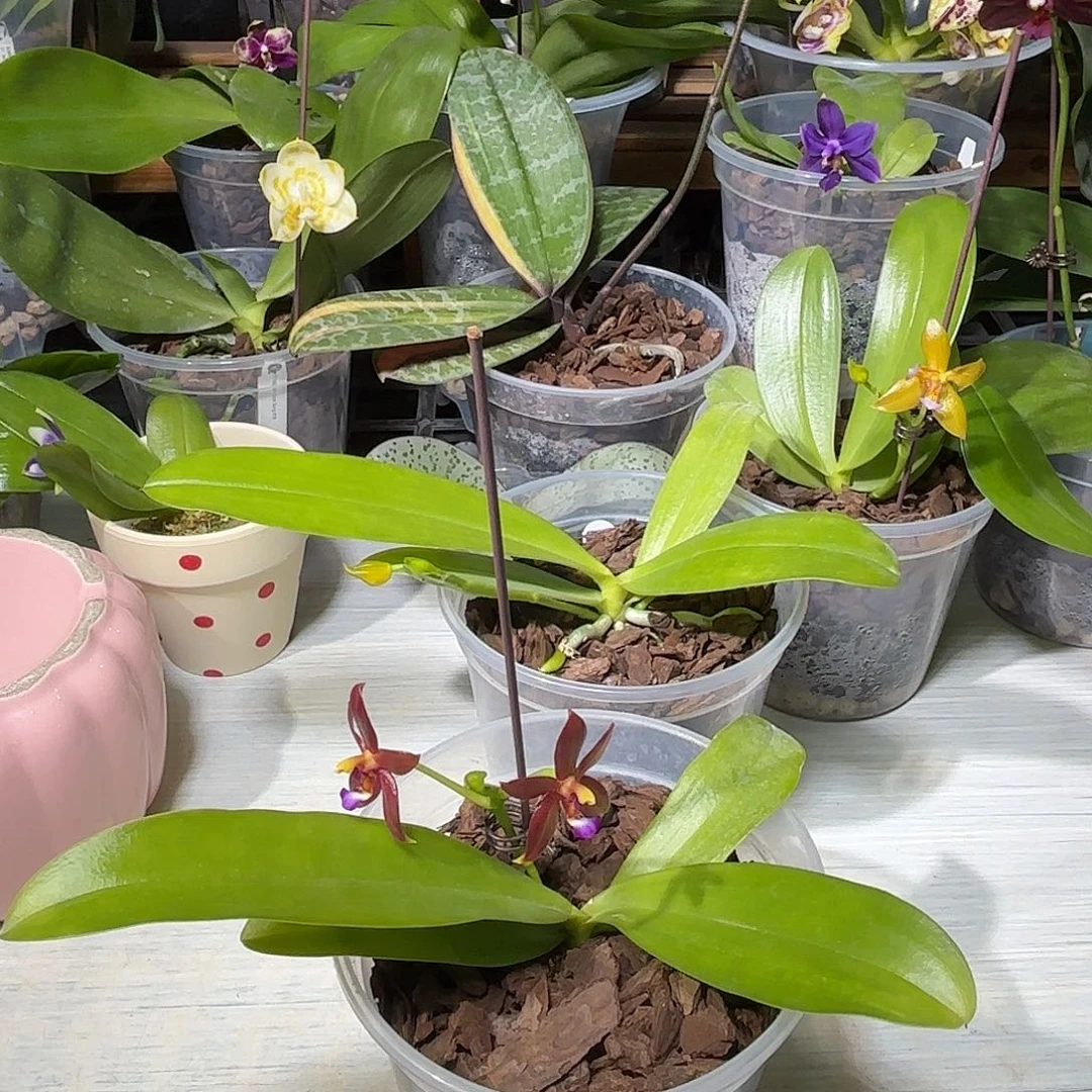 申***坤大部分开放少量花苞