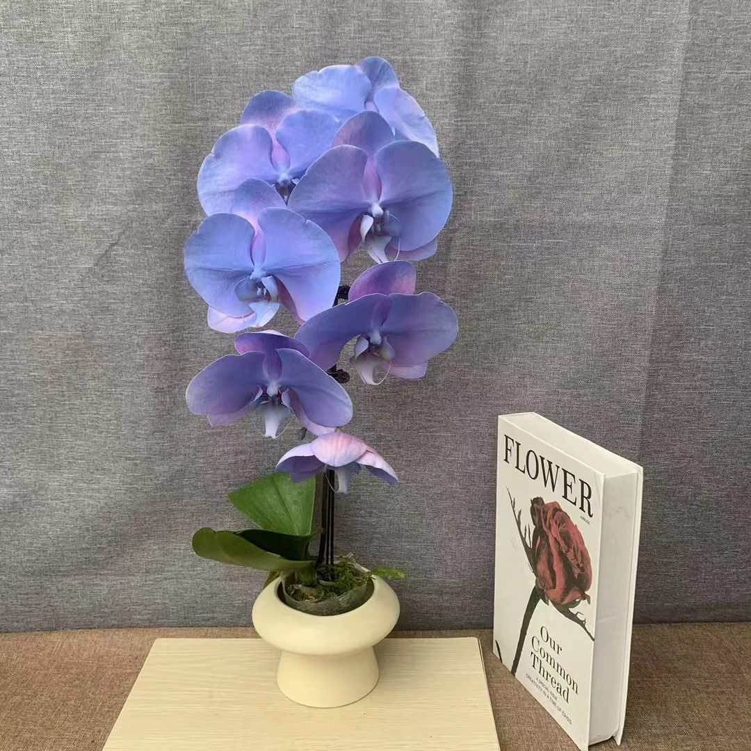 鲜花【蓝宝石】粉白色蝴蝶兰室内花卉带花发货桌面喷染工艺