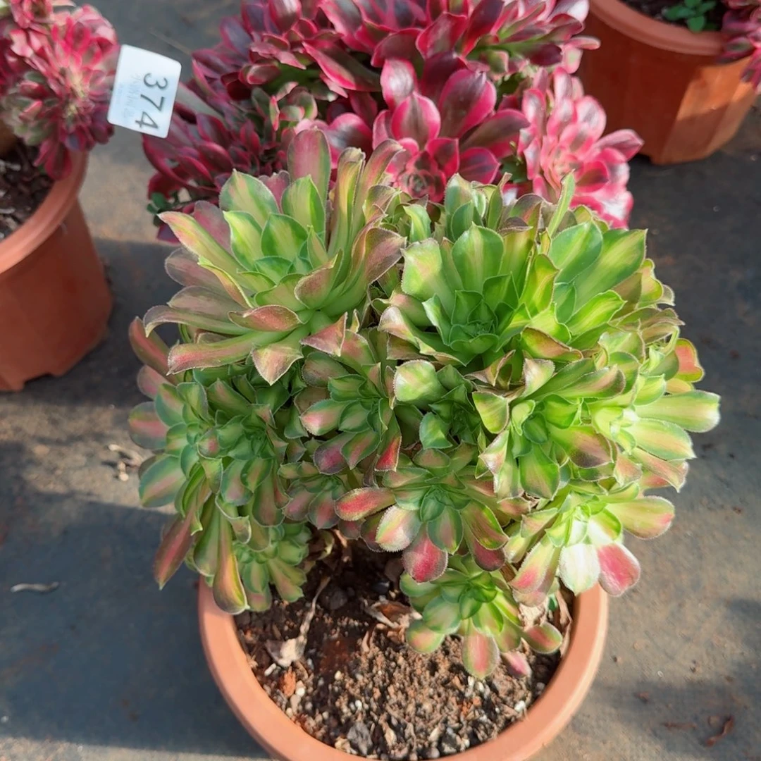 374粉女郎375韶华缀化多肉植物满28包邮