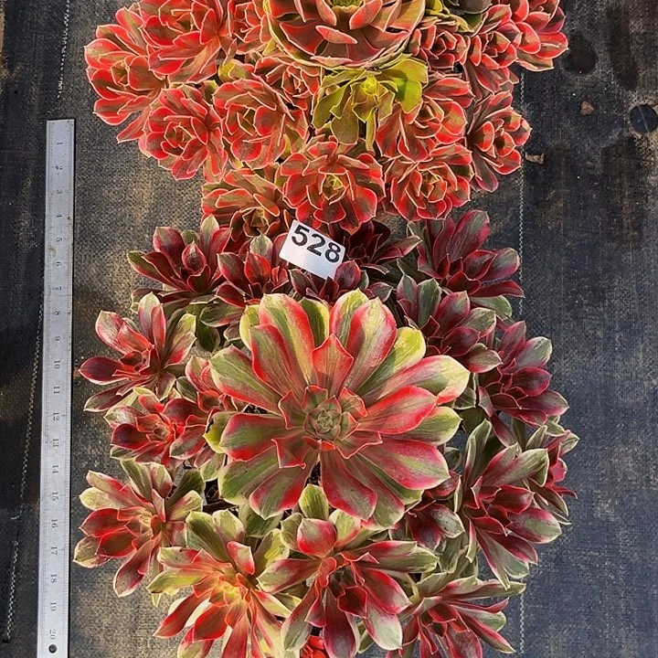 自***人528焕纱女妖两颗福利价