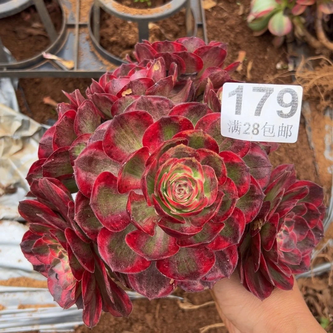 多肉植物179根部有伤