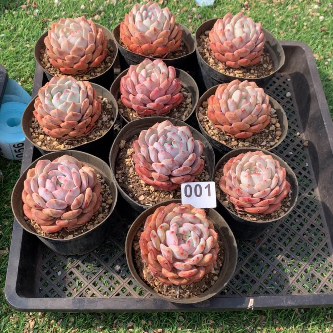 001橙子多肉植物组合