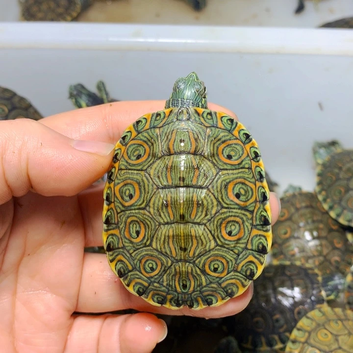 宠物龟不分公母5.6大河