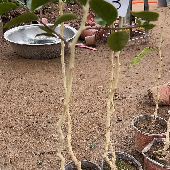 梦***…叶仙四颗编号3带10个大号夹子