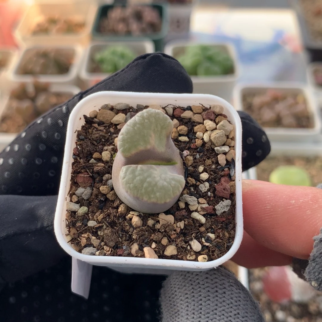 032磁铁风铃母本