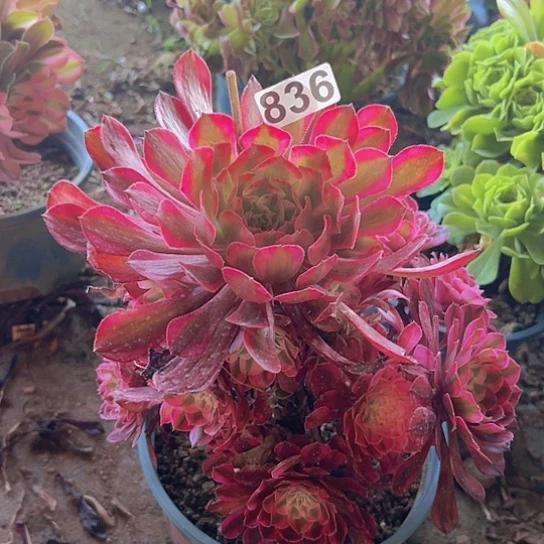 彩***亿一颗多肉法师植物