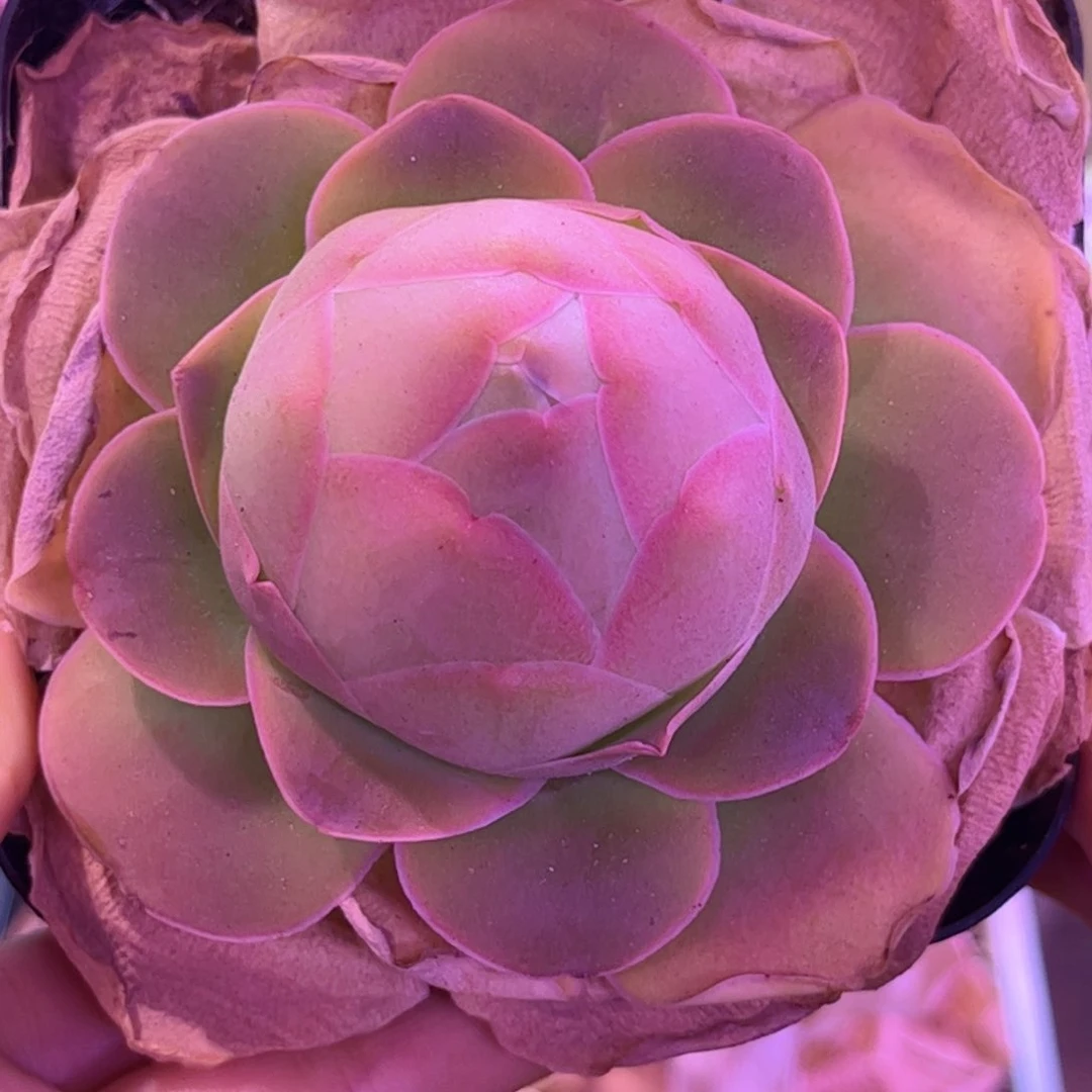 全部花朵L一物一拍帕美782