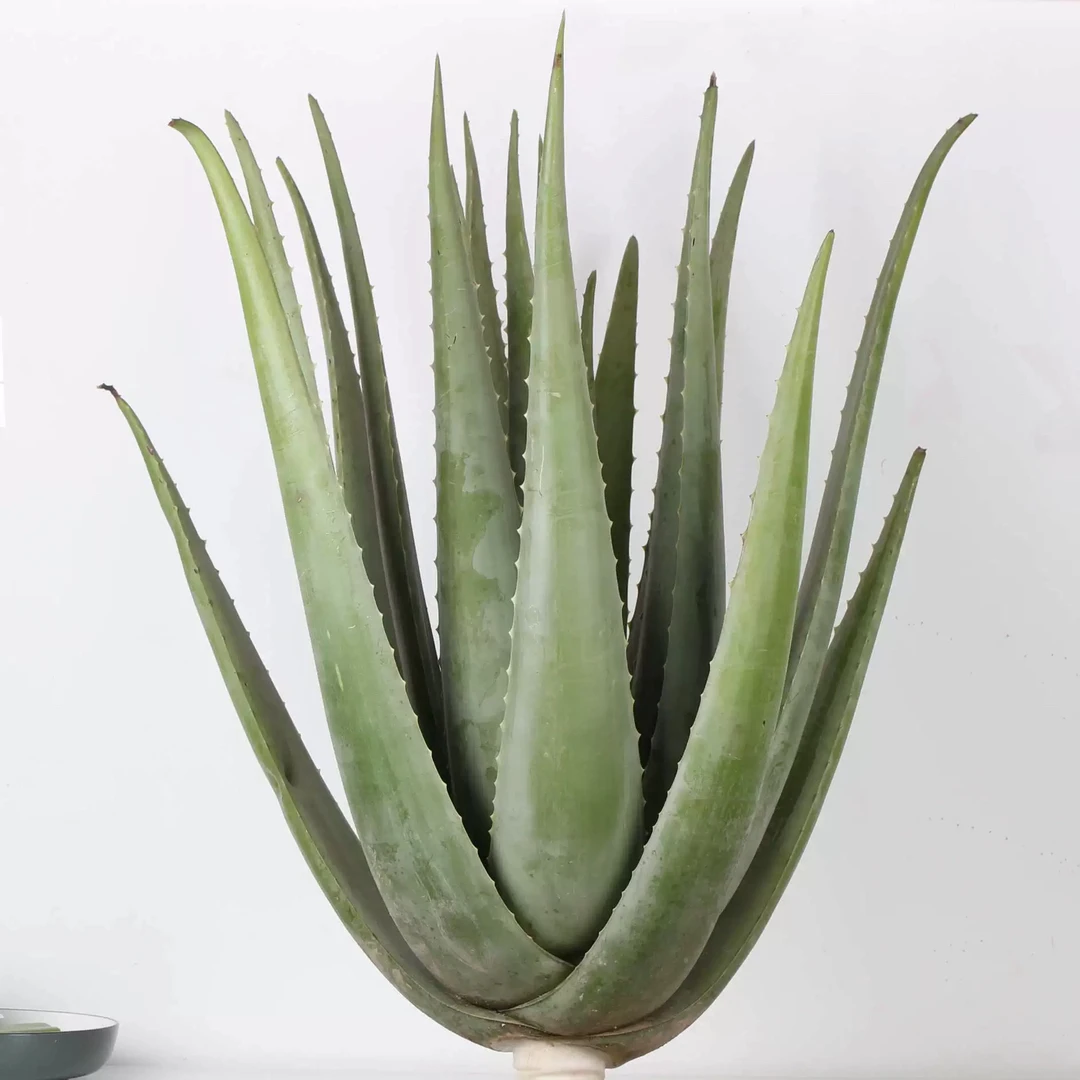 美容院库拉索芦荟苗盆栽多肉植物美容灌肤补水食用绿植