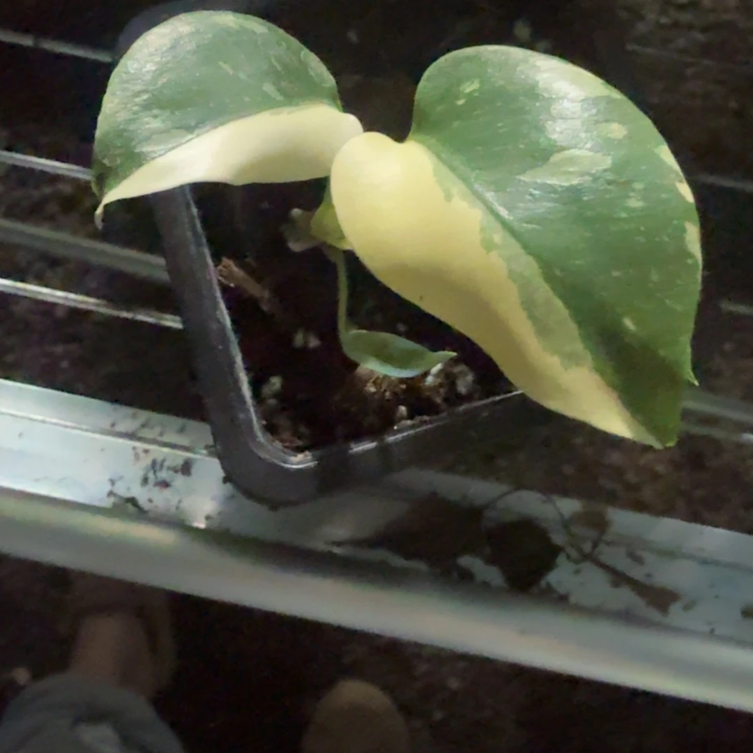 无花朵大*豆洒金龟背竹一物一拍