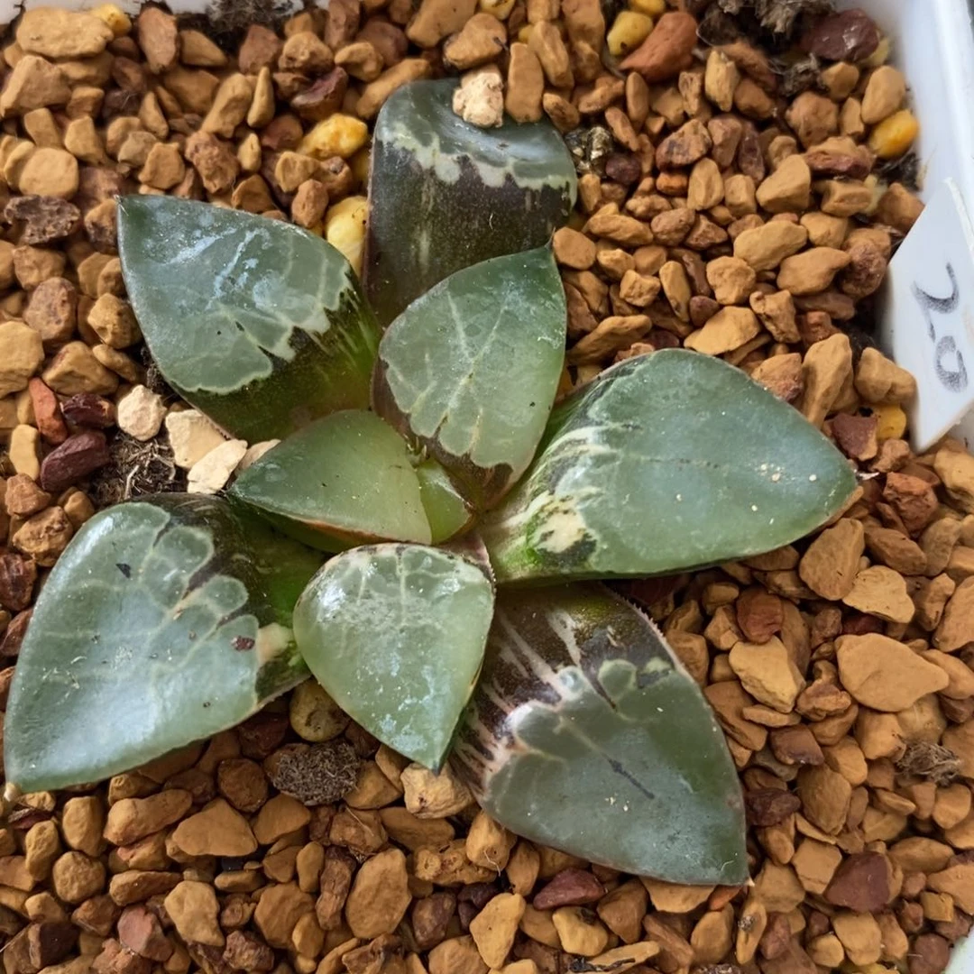 20火凤凰十二卷多肉植物