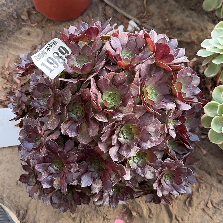 18-24法师黑美人1989