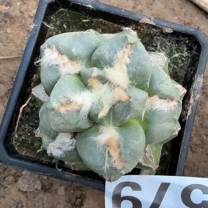 无花朵579白肌青瓷连山东三