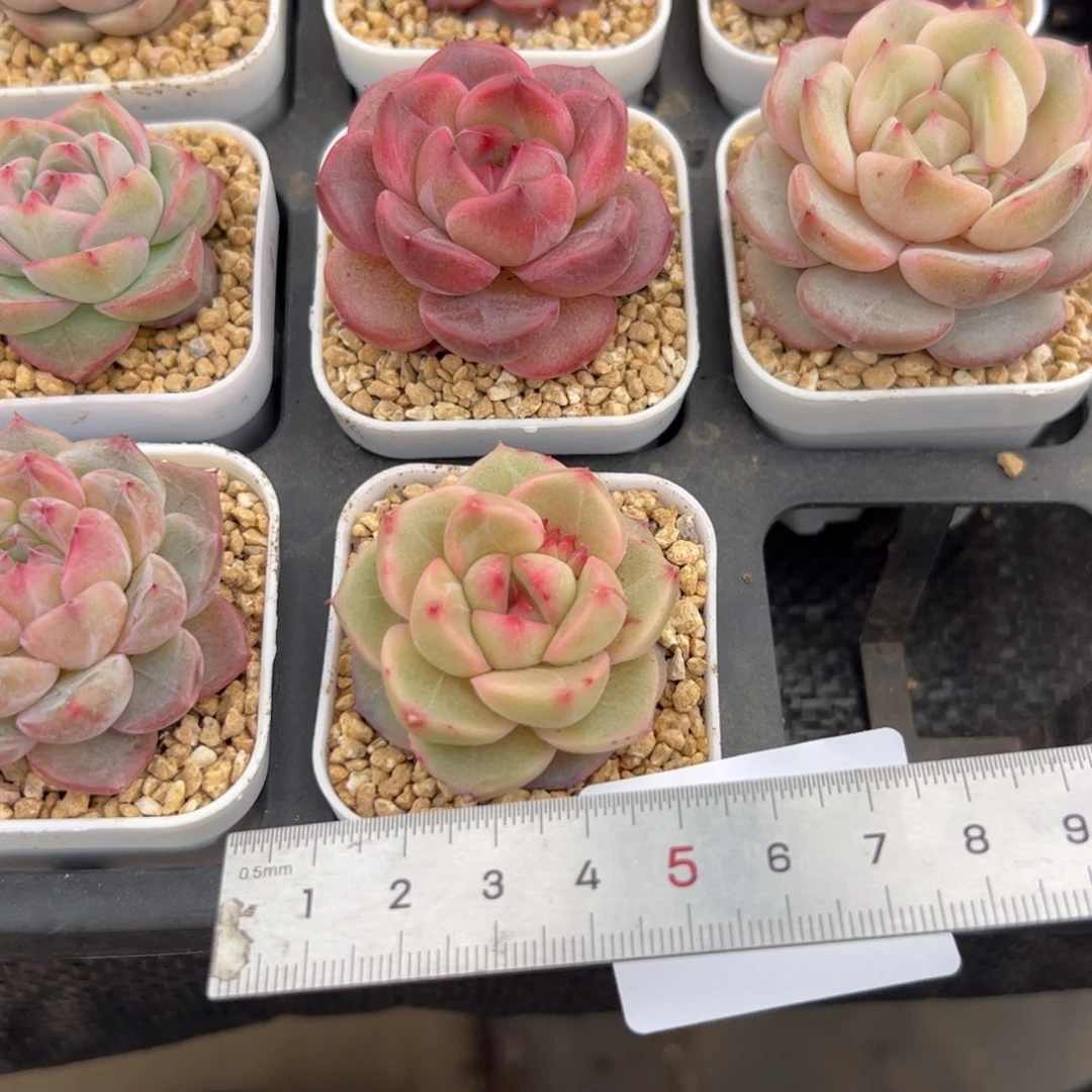 ?****?222 多肉植物组合