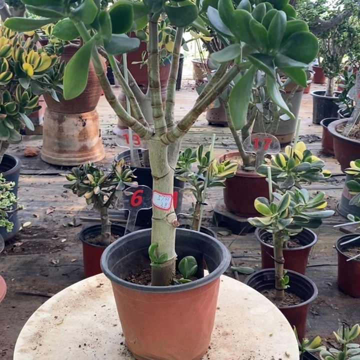 原始老青玉一物一拍