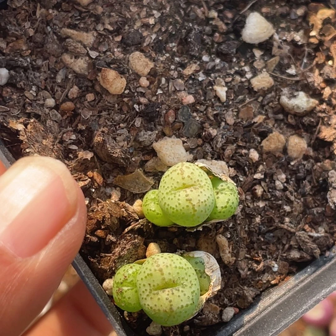 28-95肉锥多肉植物