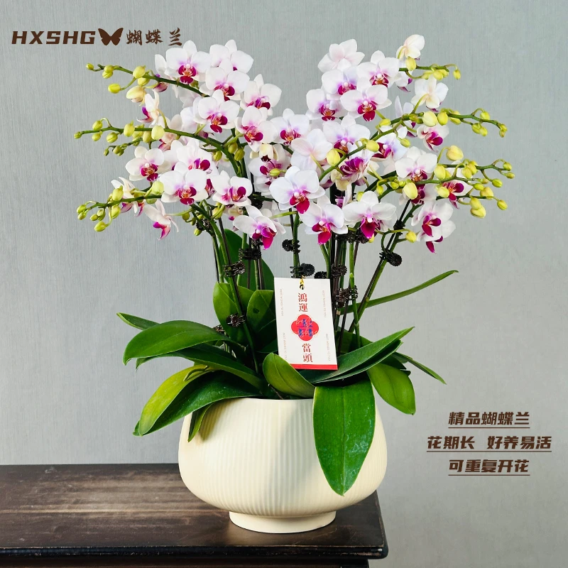 蝴蝶兰《小蜂鸟》大盆 精品懒人花好养易活 带花带花苞发货