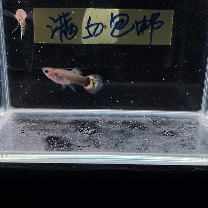 孔雀鱼小蜜蜂玻璃猫