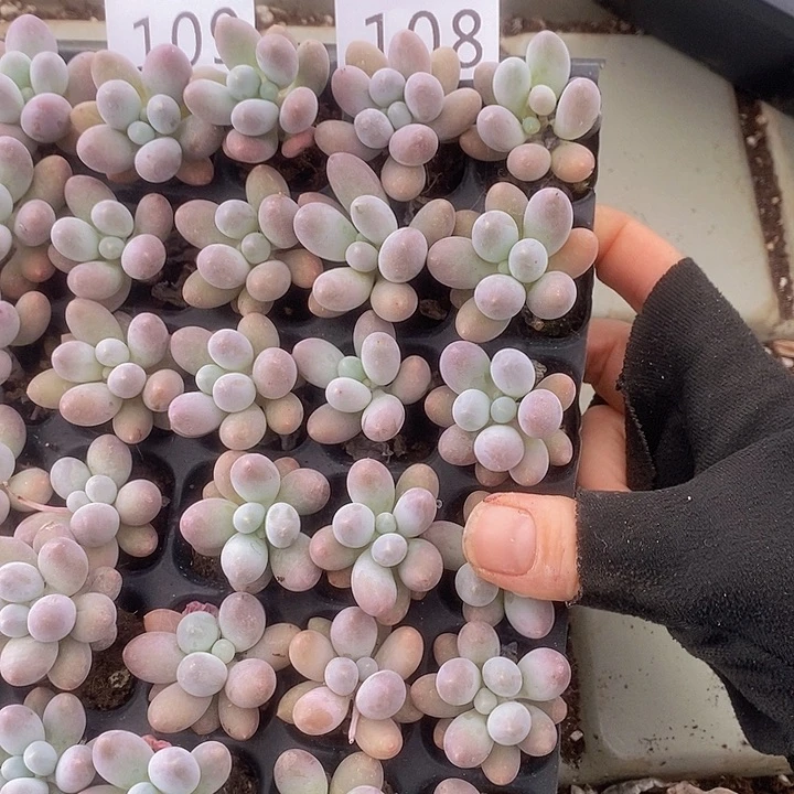 108-109 多肉植物盆栽花卉植物