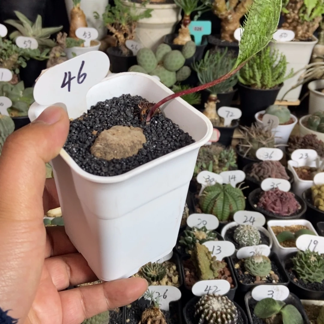 毛刷子之一物一拍