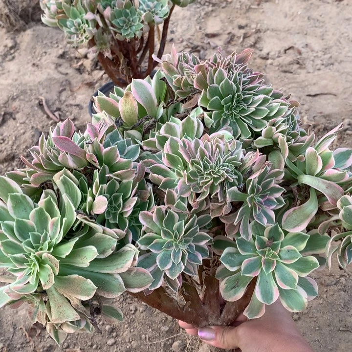 611粉女巫大缀化2号