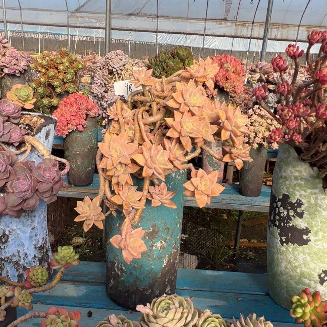 精品橙色恋人妖桩 裸肉