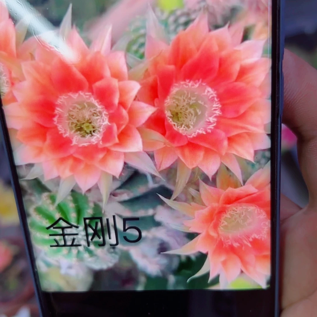 下33金刚暖阳歪无根侧芽4公分左右20包邮