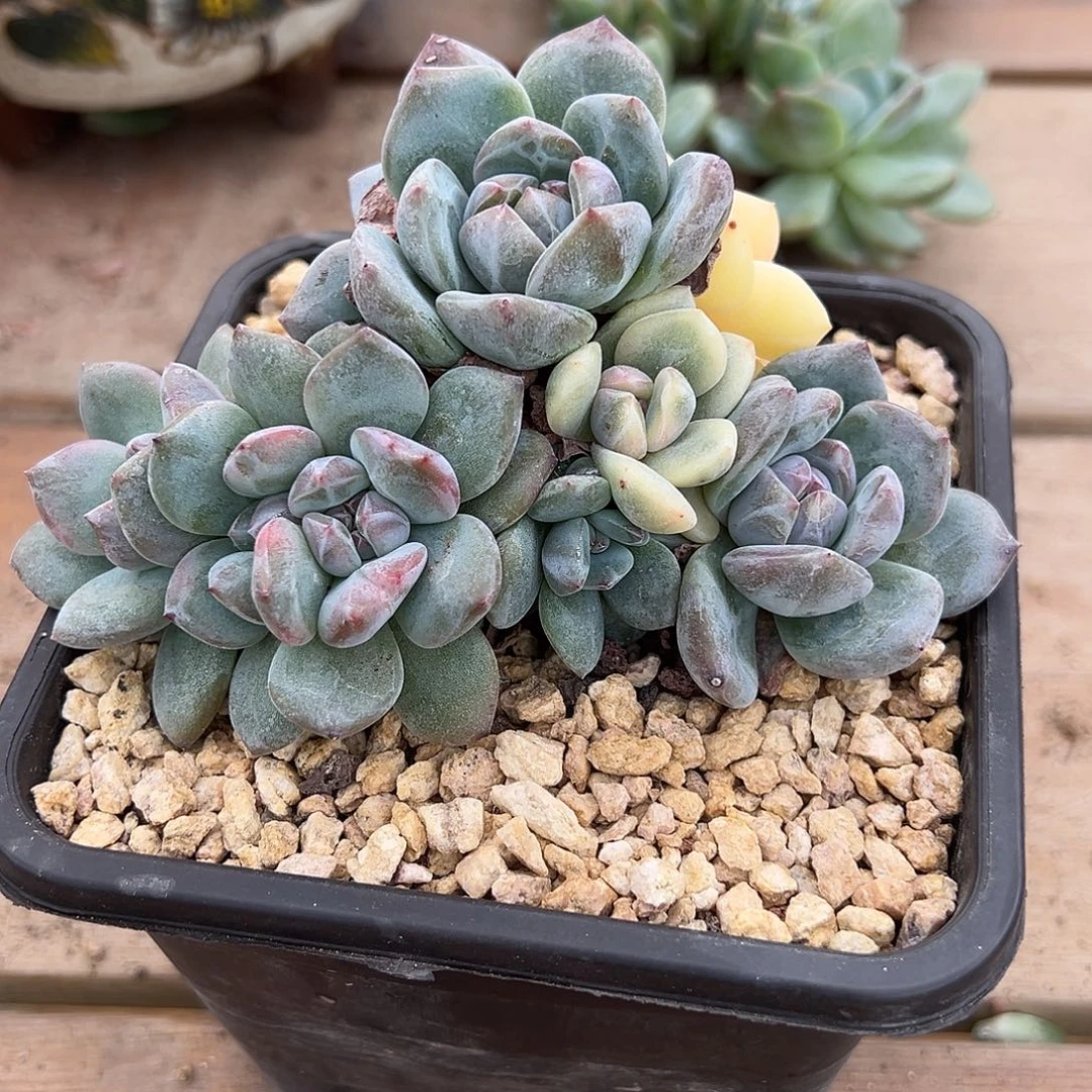 尛***道霸道专拍石榴籽星影锦群