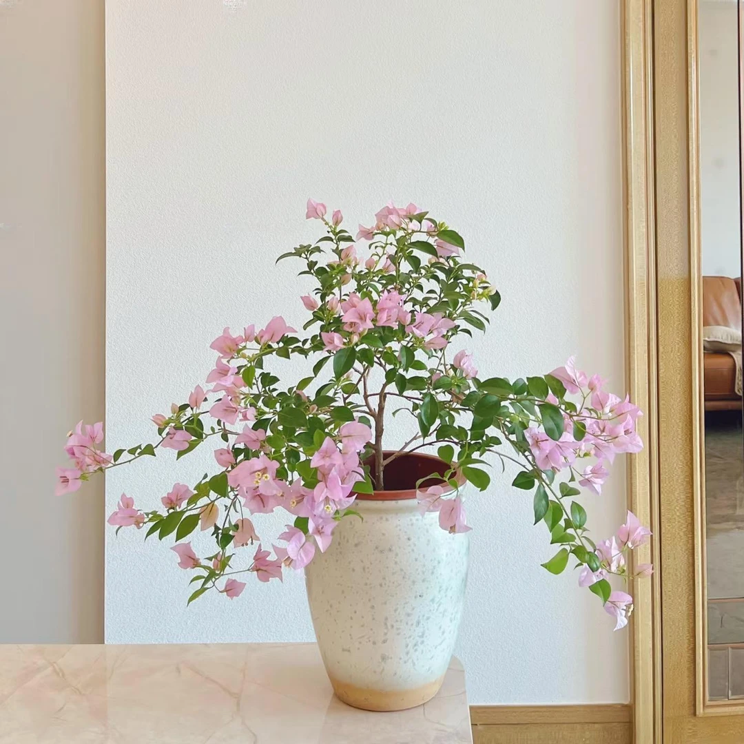 【一亩花匠园艺】矮飘三角梅金枝玉叶勤花好养品种通用链接兰花