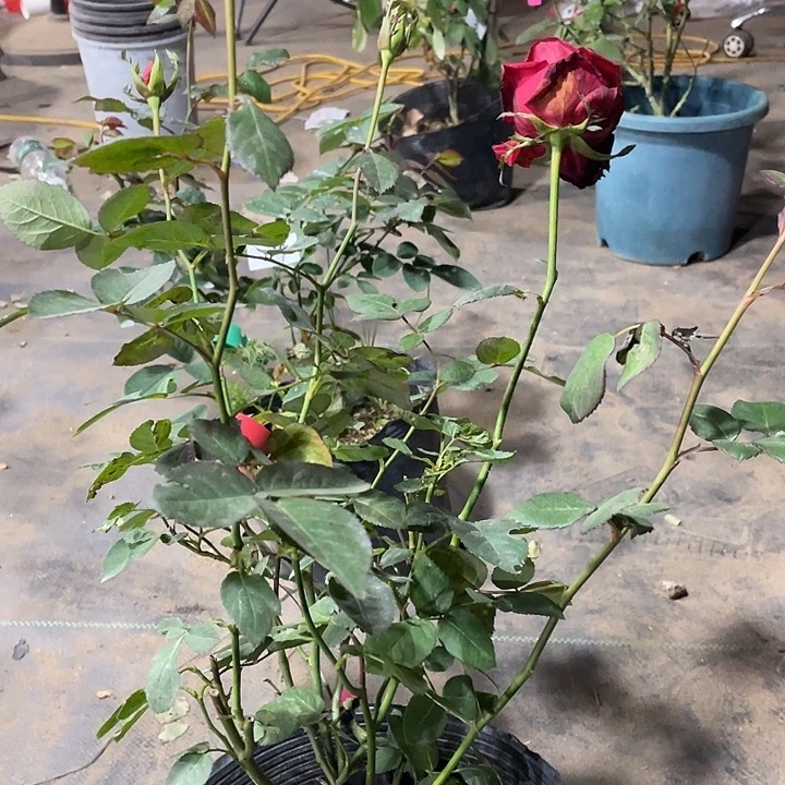 少量花朵（建议范围：2朵-5朵 或40%以下）58红色直觉