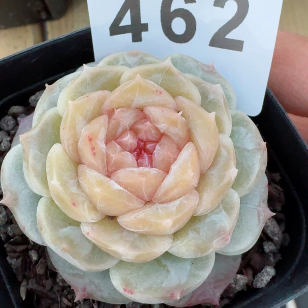 石化汉白玉         精品多肉