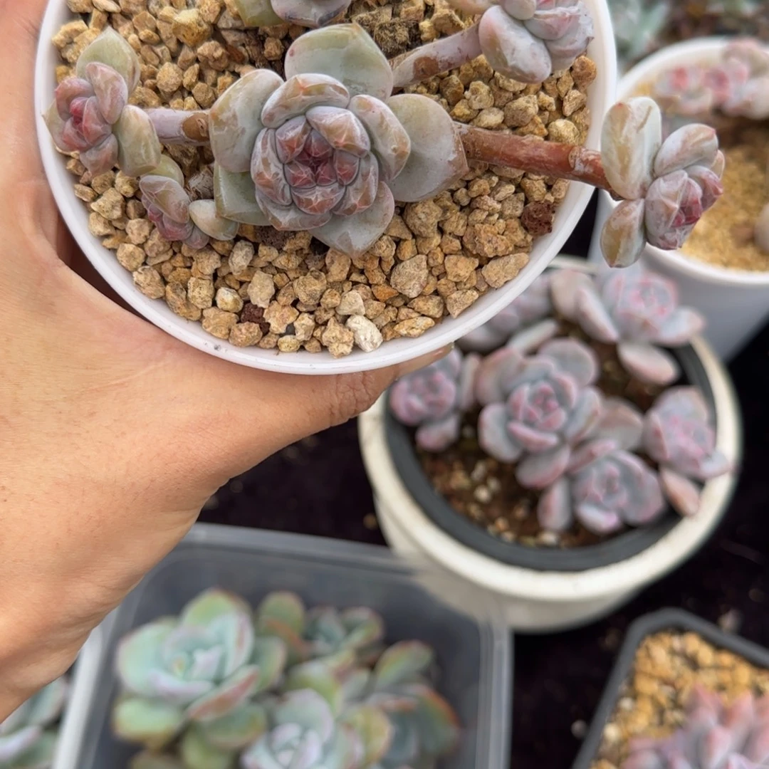 星影6头无砍一物一拍