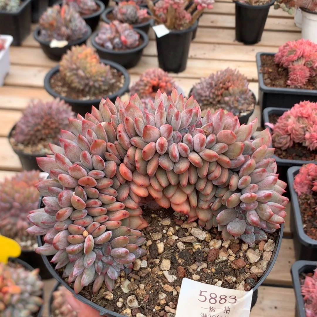 14.8厘米底切石榴籽缀 5883