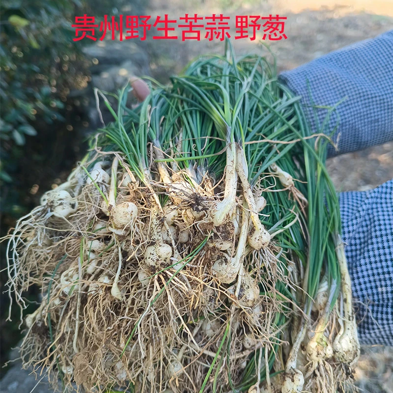 贵州野生现挖野葱薤白深山野生苦蒜新鲜小根蒜胡葱野小蒜农家菜