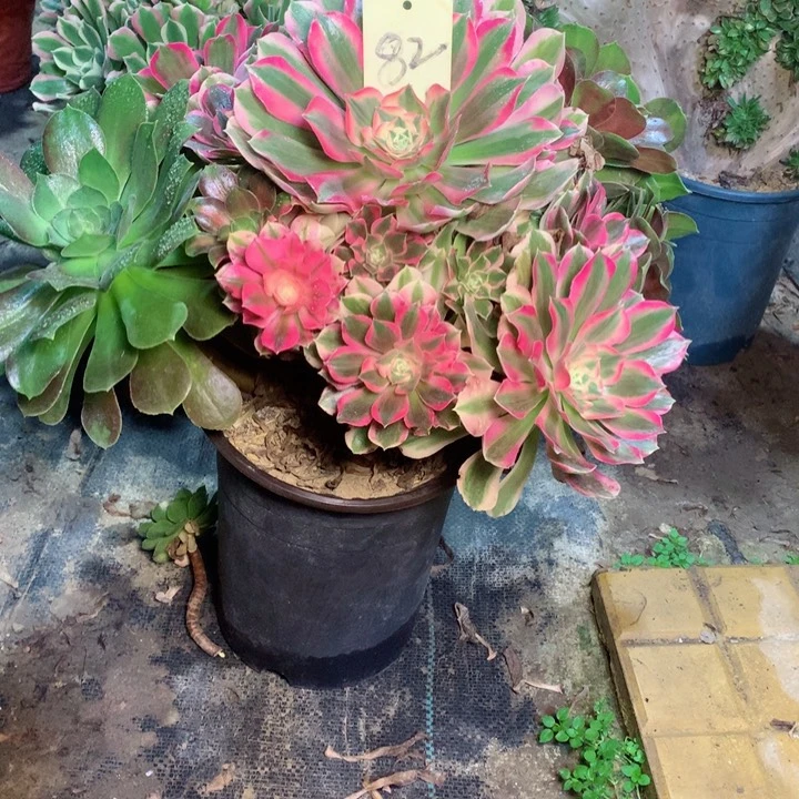 82花脸多肉一物一拍～