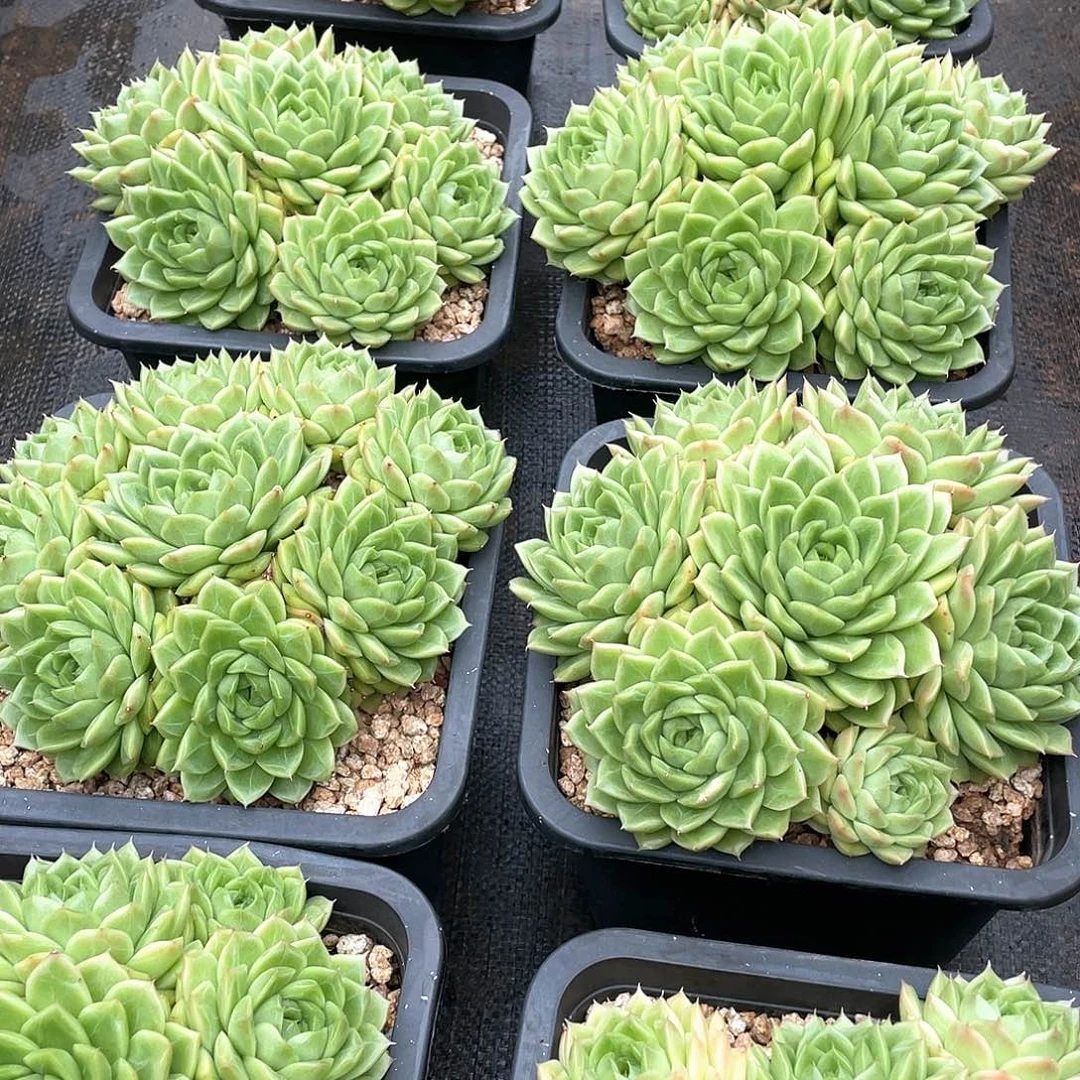 麦秆完美捧花18厘米可挑