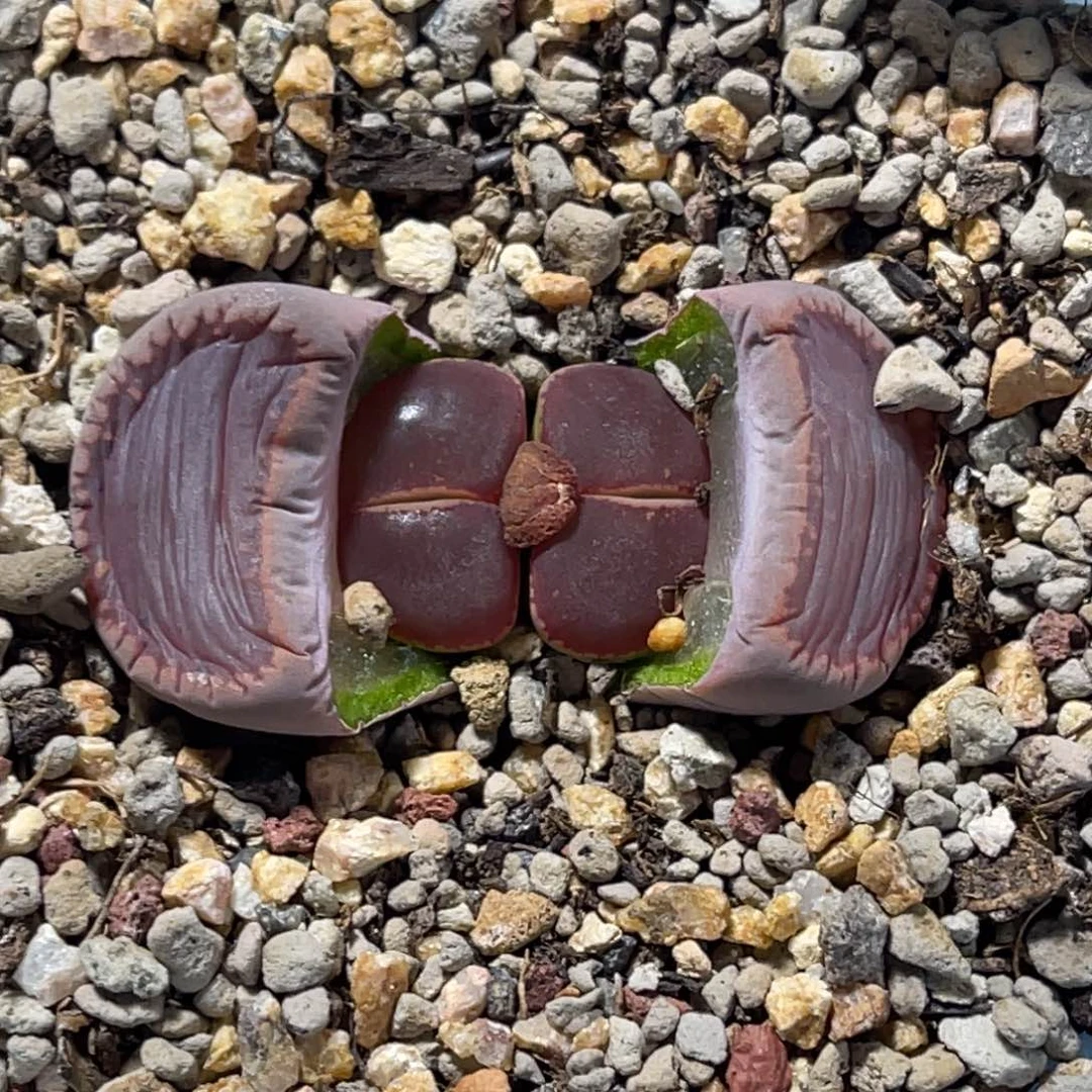 6985双头比利时ko满窗