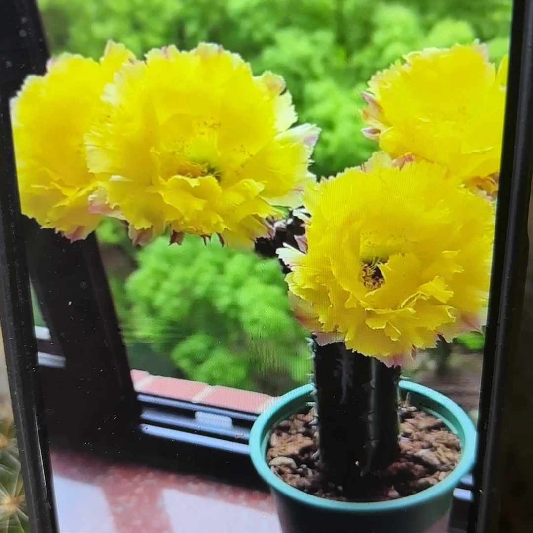 数落彩侧牙20包邮3