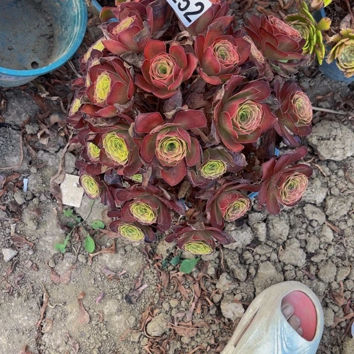 魅金法师14—6包邮