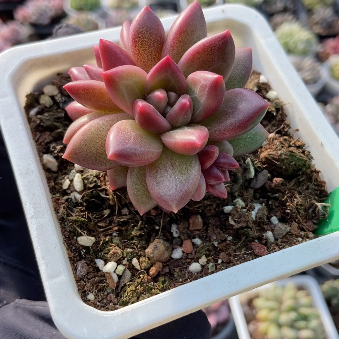 608迷雾泡泡多肉植物