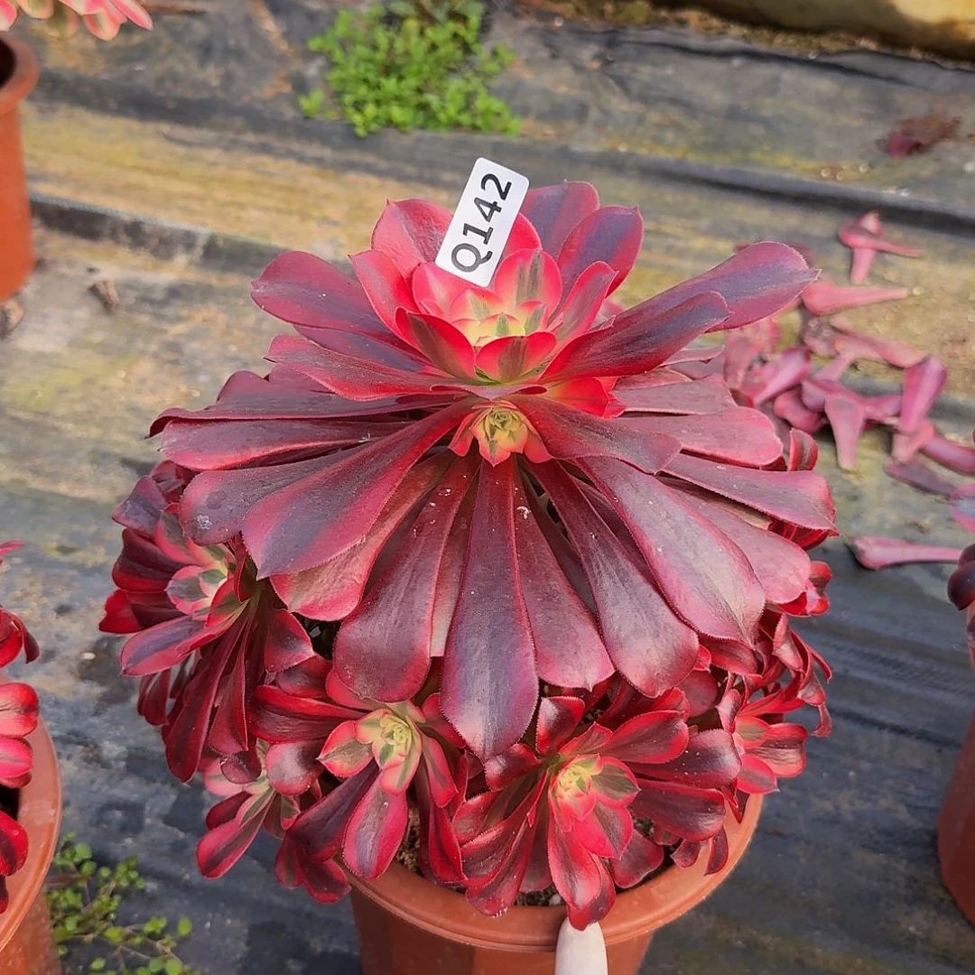 清****物142美杜莎44冠服25左右