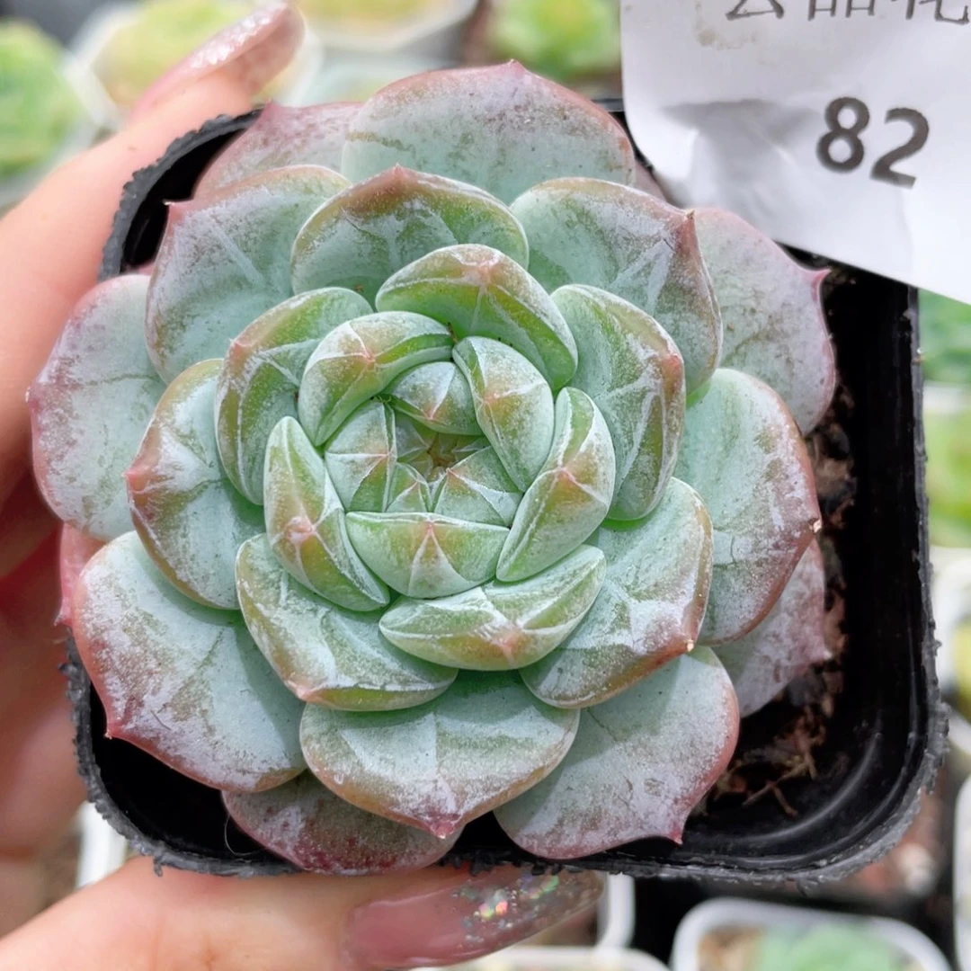 82号糖心冰心珍妮 加斯加