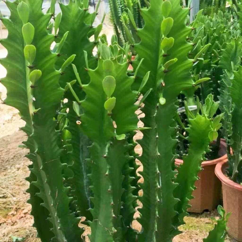 巴西龙骨仙人掌植物盆栽吸甲醛四季好养适合办公室客厅摆放绿植