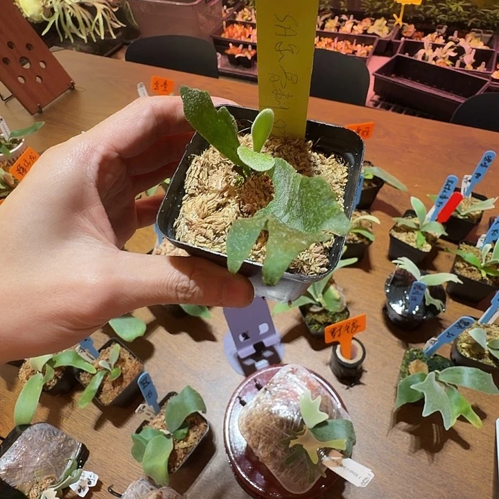 夕***何无花朵鹿野直播间竞拍骨刺