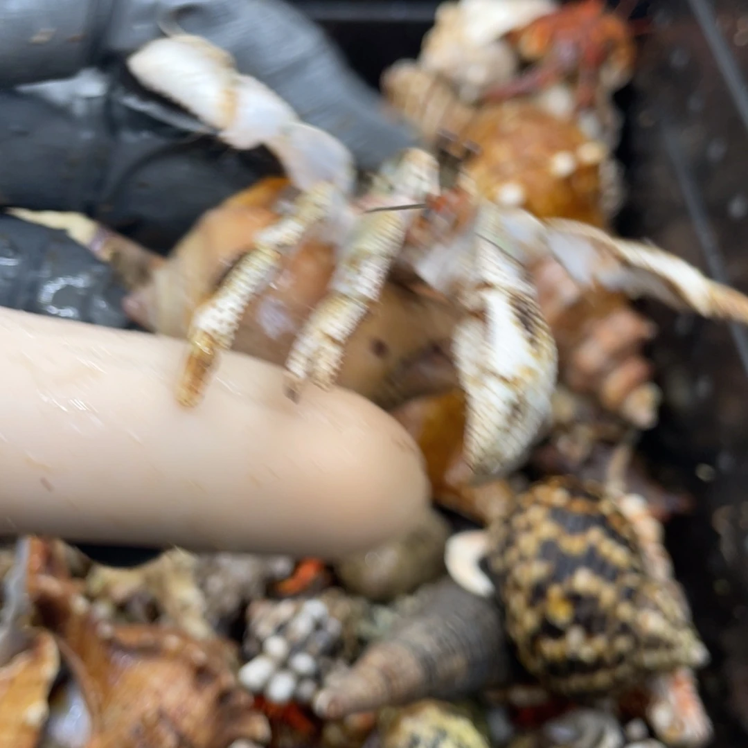 不退不换活体宠物184