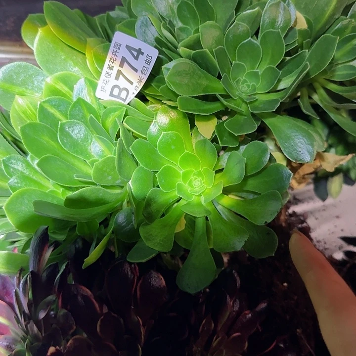 多肉 翡翠琉璃缀化多肉法师