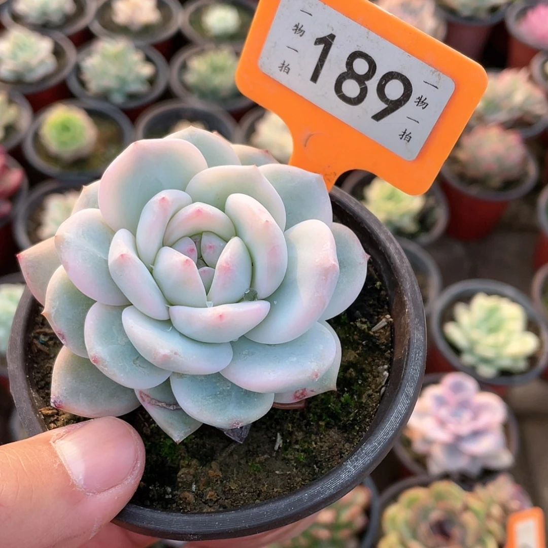 【闪购商品】189号