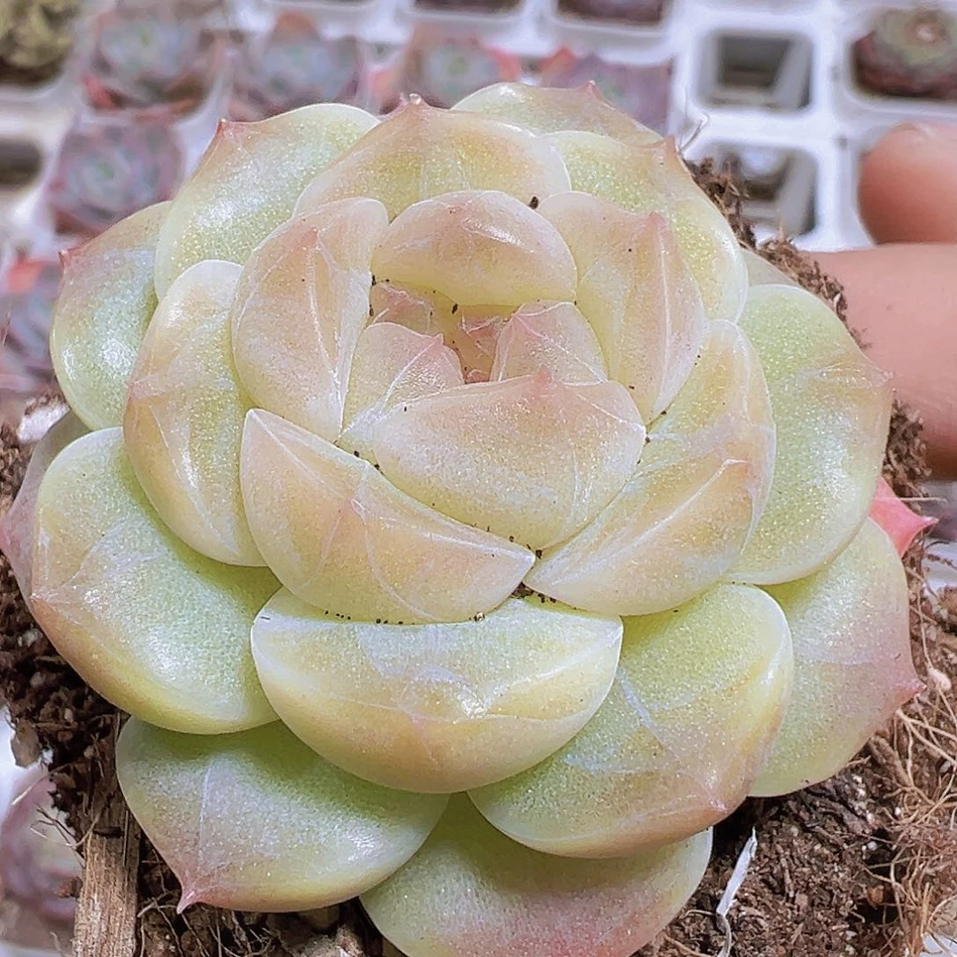 冰雪绒珍妮19包邮