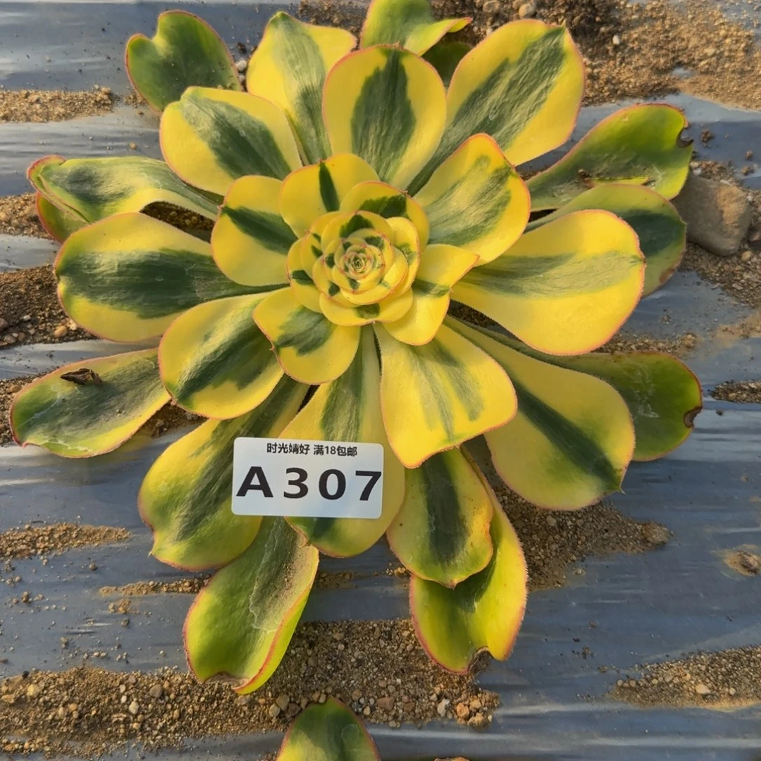 307君美丽锦。多肉植物