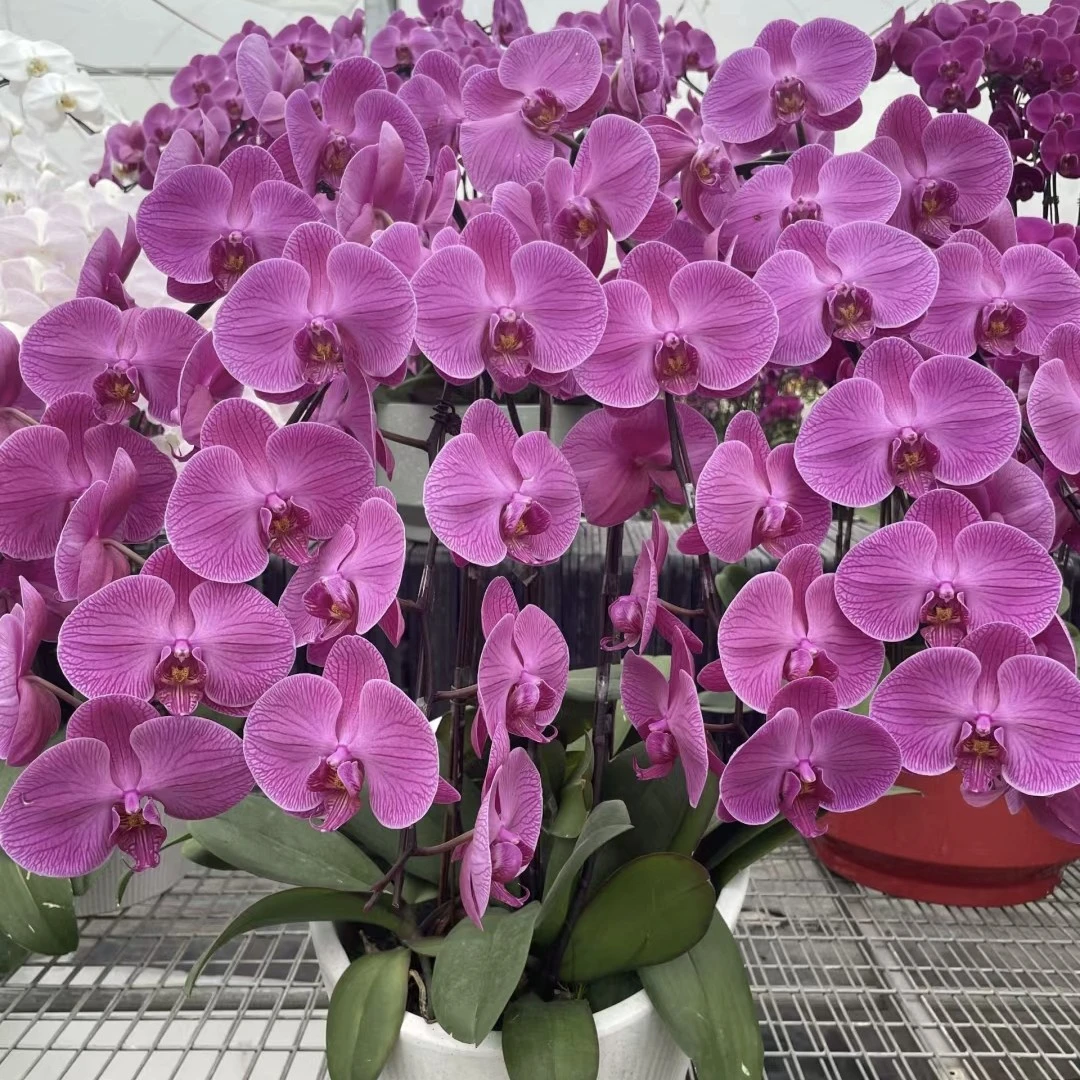 蝴蝶兰3.0寸V32带花剑发货